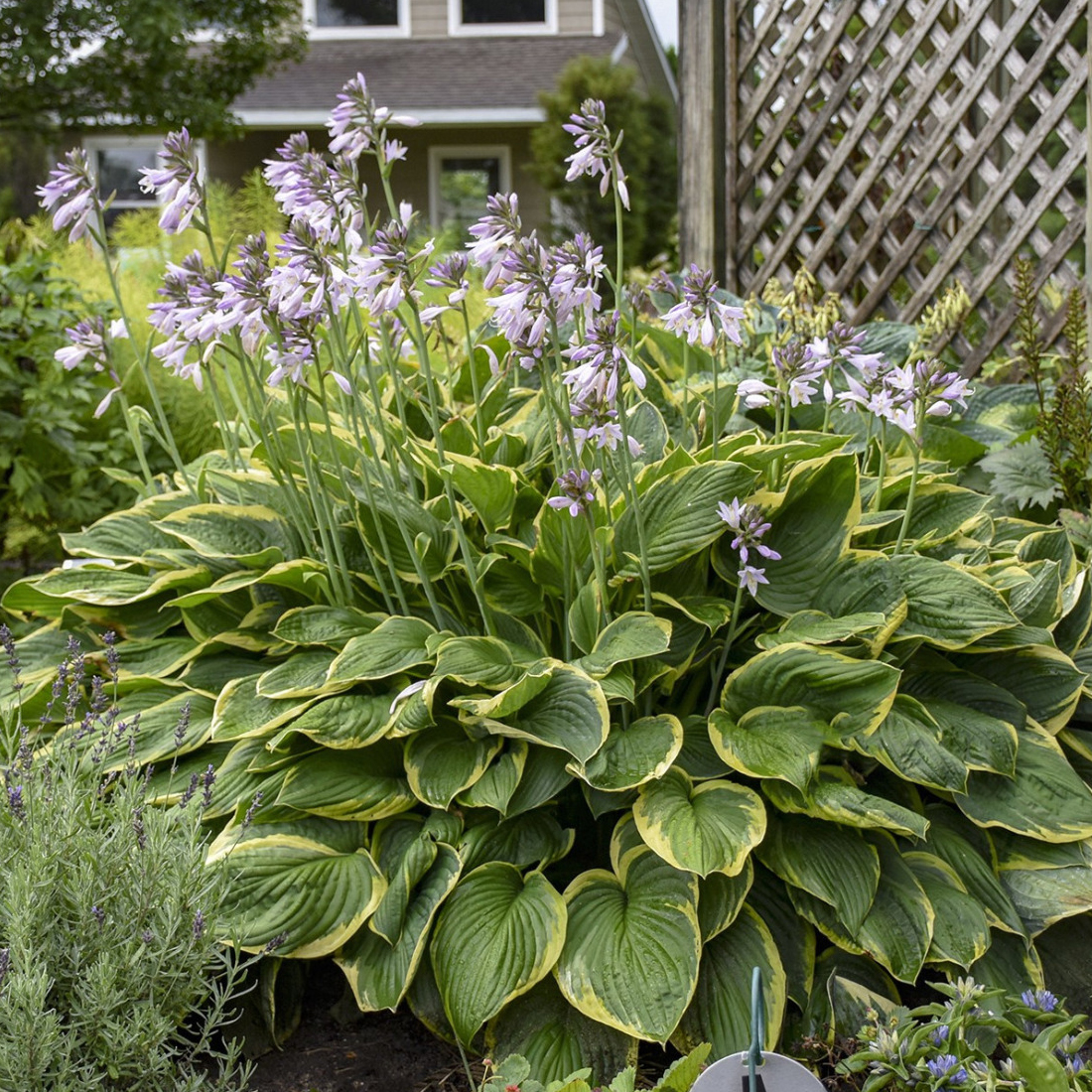 Hosta fortunei var. aureomarginata